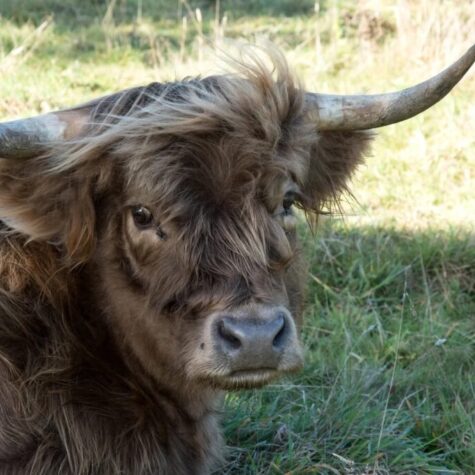 Highland Cow Picture